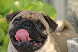 pug-tongue-out Dental Care Center